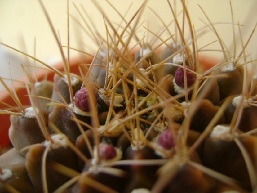 Gymnocalycium mihanovichii, boboci - Cactusi 2017 Gymnocalycium