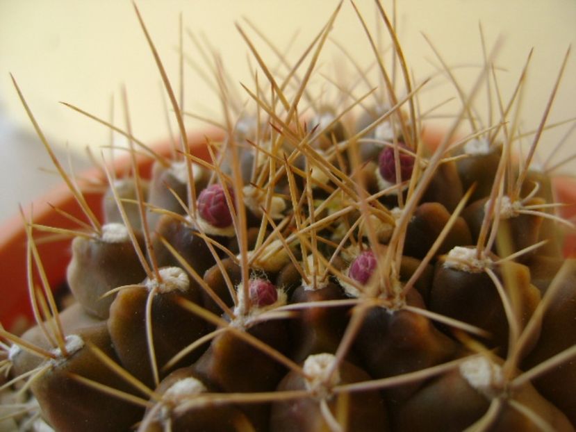 Gymnocalycium mihanovichii - Cactusi 2017 Gymnocalycium