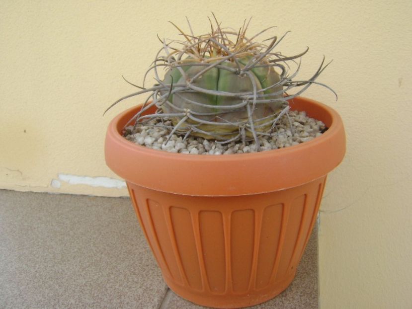 Gymnocalycium cardenasianum - Cactusi 2017 Gymnocalycium