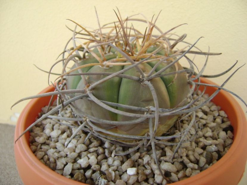 Gymnocalycium cardenasianum - Cactusi 2017 Gymnocalycium