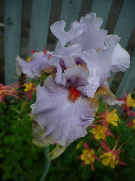 P1320768 - GRADINA 2017-2