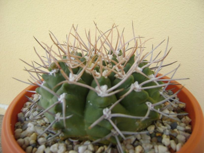 Gymnocalycium intermedium - Cactusi 2017 Gymnocalycium