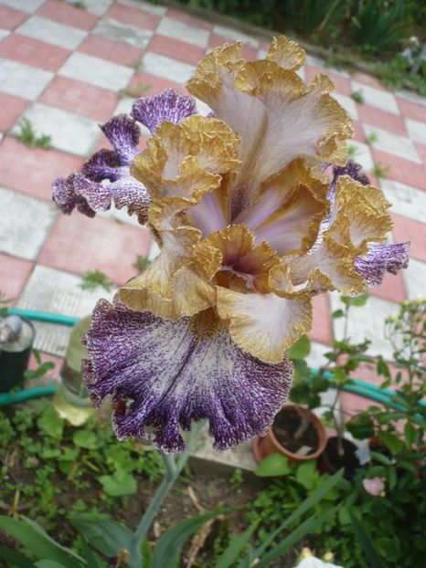 P1320769 - GRADINA 2017-2