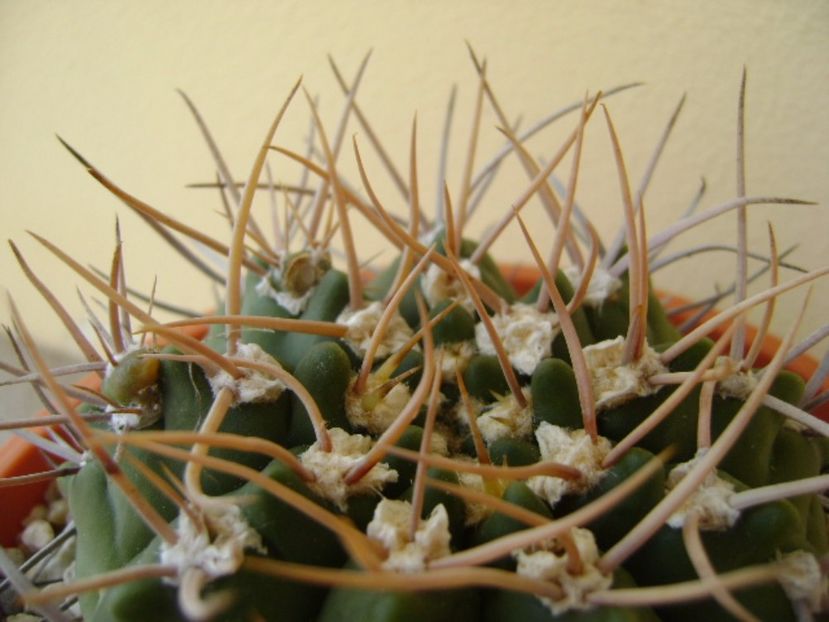 Gymnocalycium intermedium - Cactusi 2017 Gymnocalycium