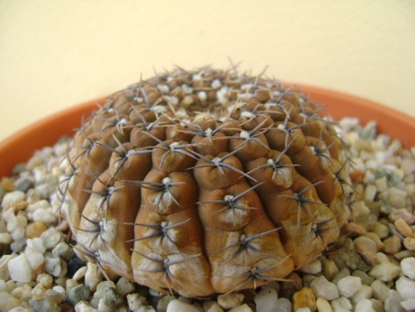 Gymnocalycium obductum - Cactusi 2017 Gymnocalycium