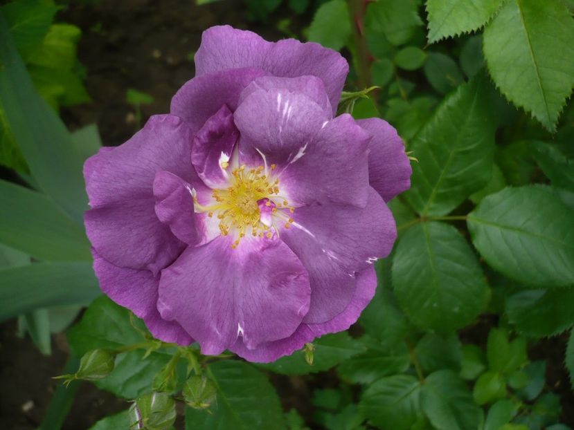 P1320773 - GRADINA 2017-2