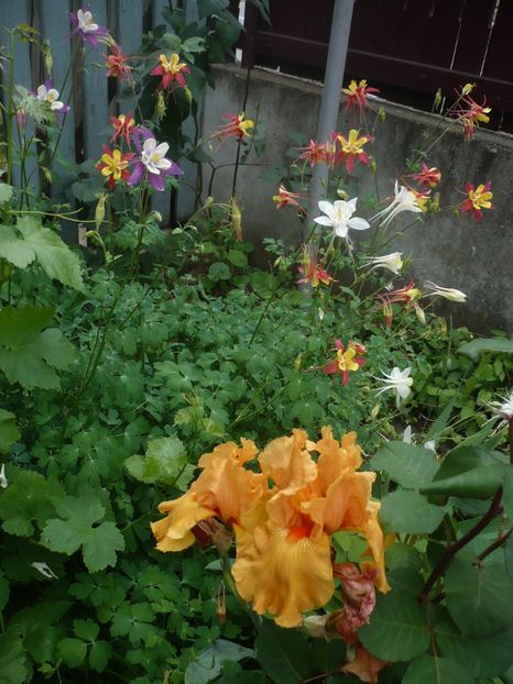 P1320775 - GRADINA 2017-2