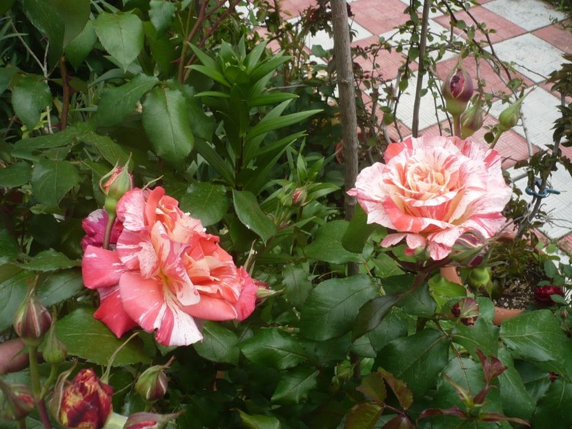 P1320776 - GRADINA 2017-2