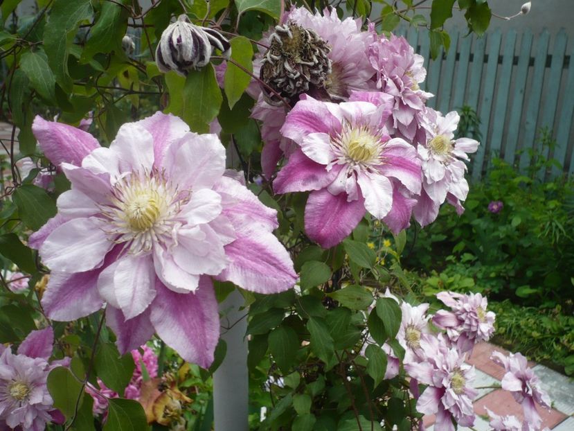 P1320778 - GRADINA 2017-2