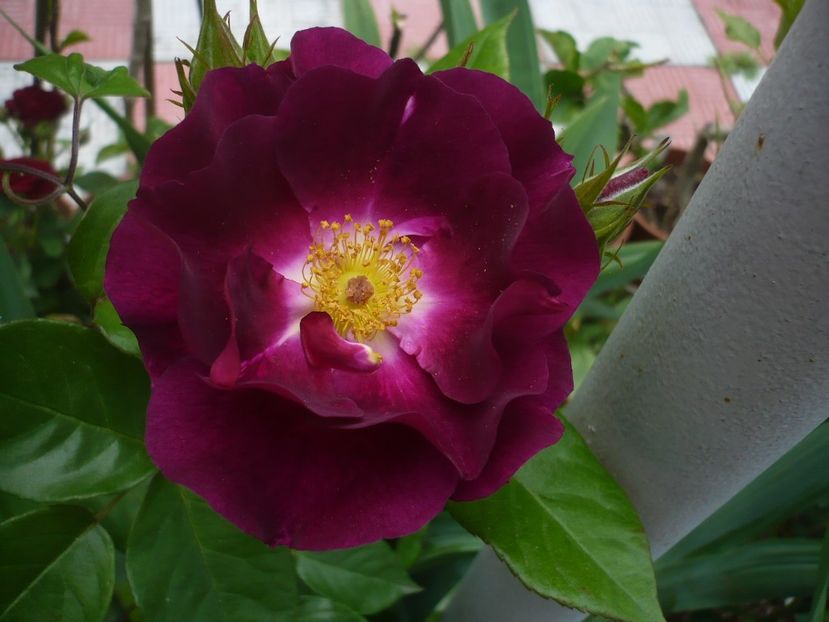 P1320781 - GRADINA 2017-2