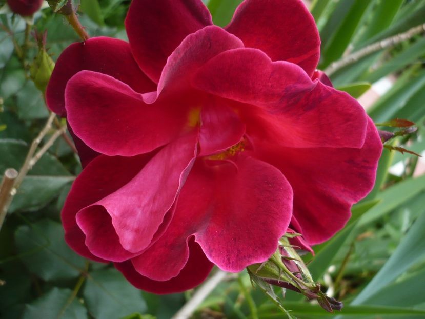 P1320782 - GRADINA 2017-2