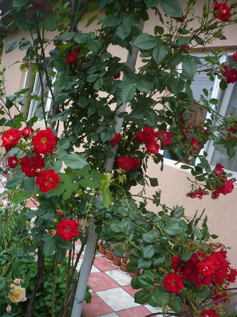 P1320784 - GRADINA 2017-2