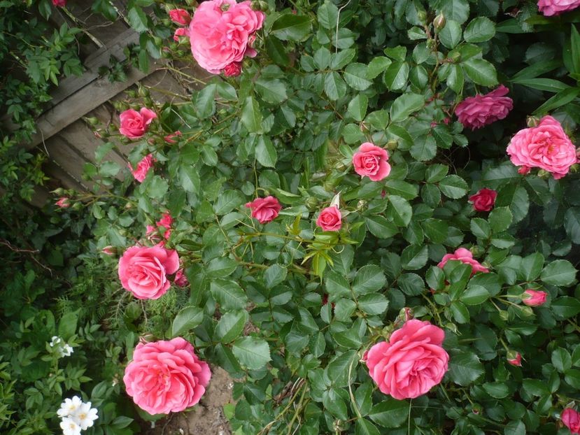 P1320786 - GRADINA 2017-2