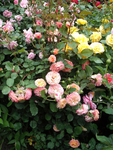  - Michelle Bedrossian