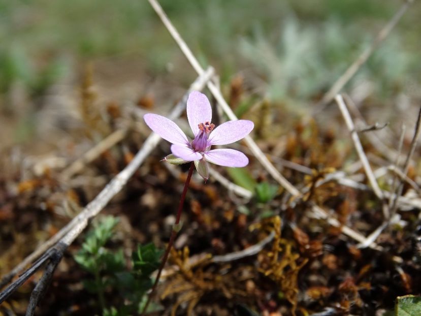  - Plante de pe la noi
