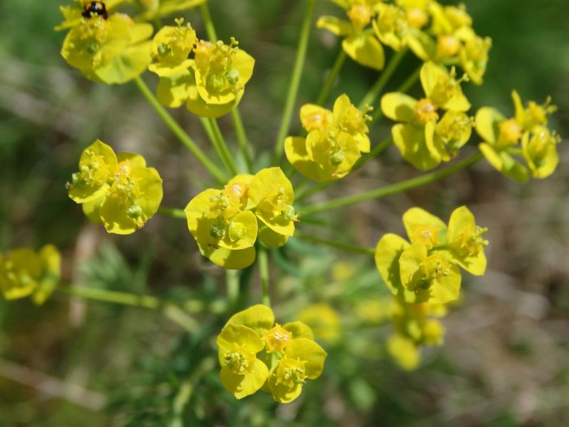  - Plante de pe la noi