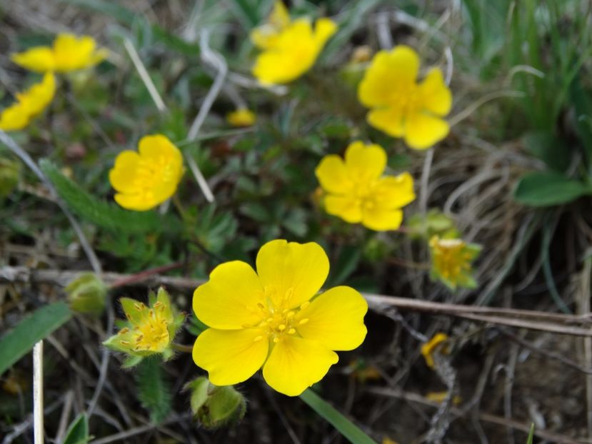  - Plante de pe la noi