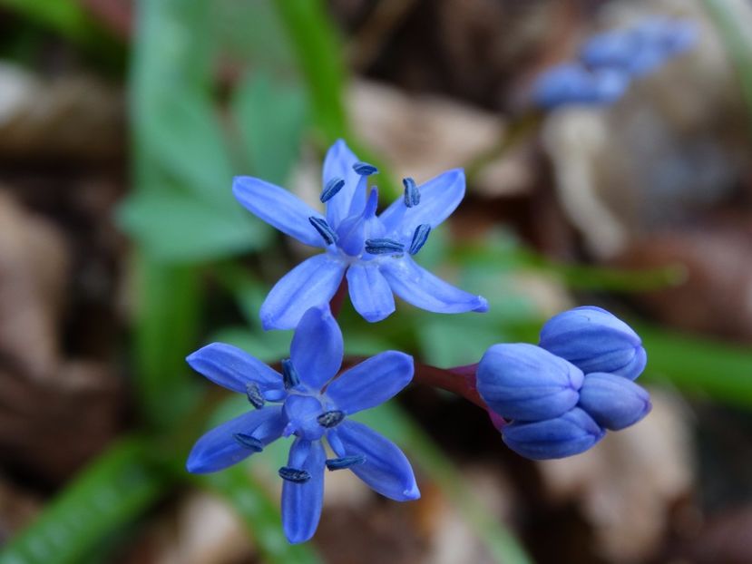  - Plante de pe la noi