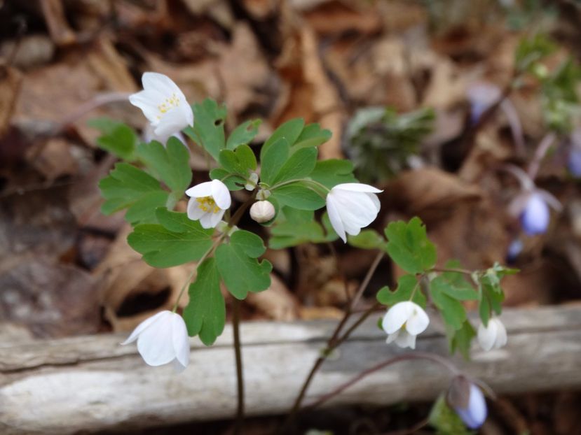  - Plante de pe la noi