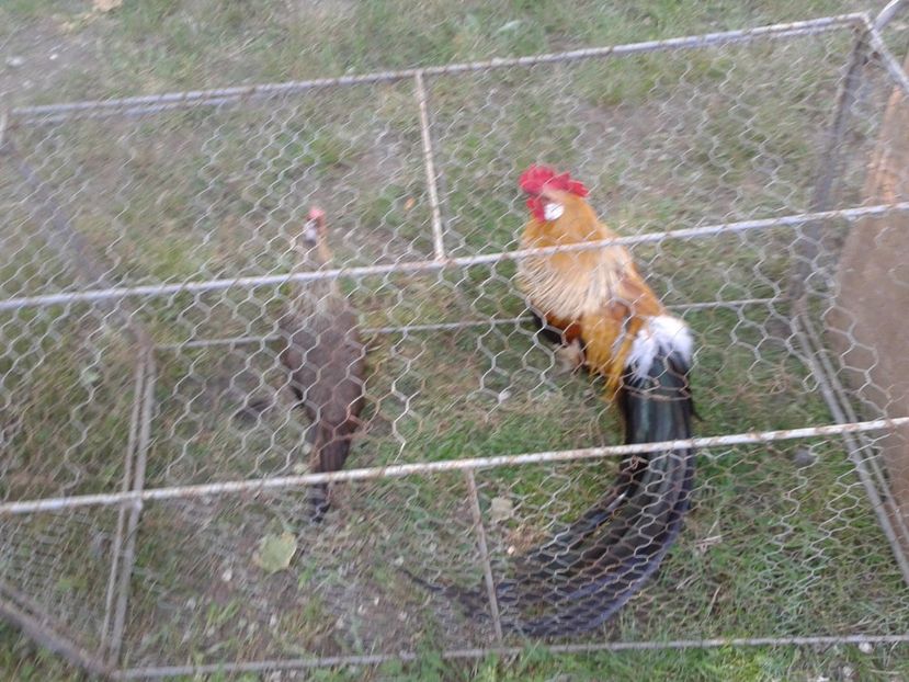 Fotografie0218 - 21---targ zrenjanin serbia 28 05 2017