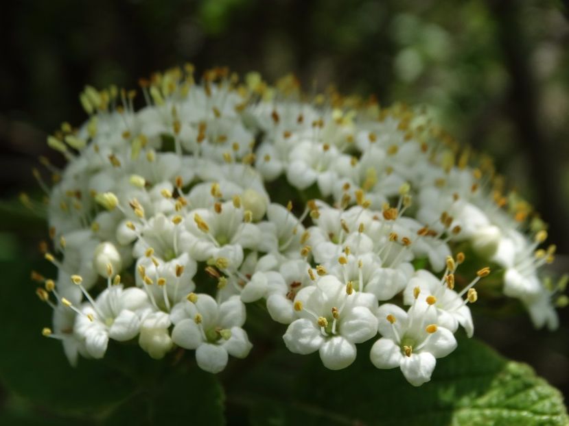  - Plante de pe la noi