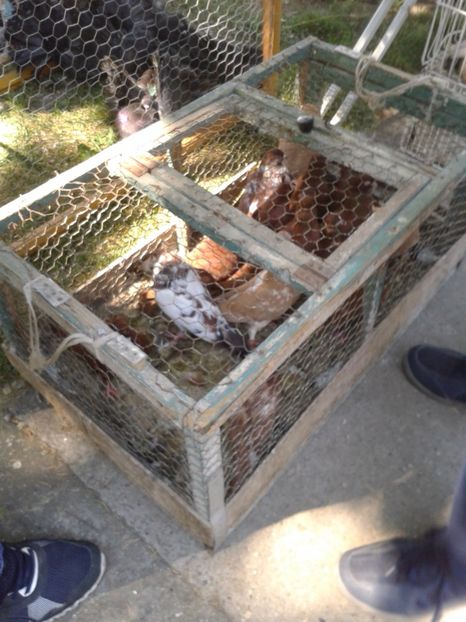 Fotografie0222 - 21---targ zrenjanin serbia 28 05 2017