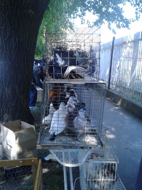 Fotografie0224 - 21---targ zrenjanin serbia 28 05 2017