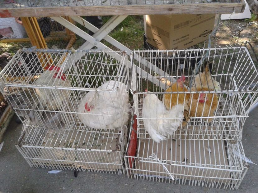 Fotografie0225 - 21---targ zrenjanin serbia 28 05 2017