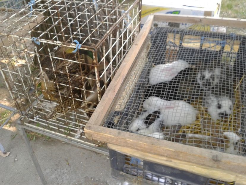 Fotografie0226 - 21---targ zrenjanin serbia 28 05 2017