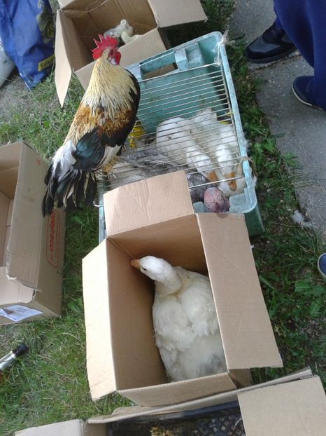 Fotografie0227 - 21---targ zrenjanin serbia 28 05 2017