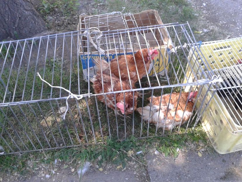 Fotografie0228 - 21---targ zrenjanin serbia 28 05 2017