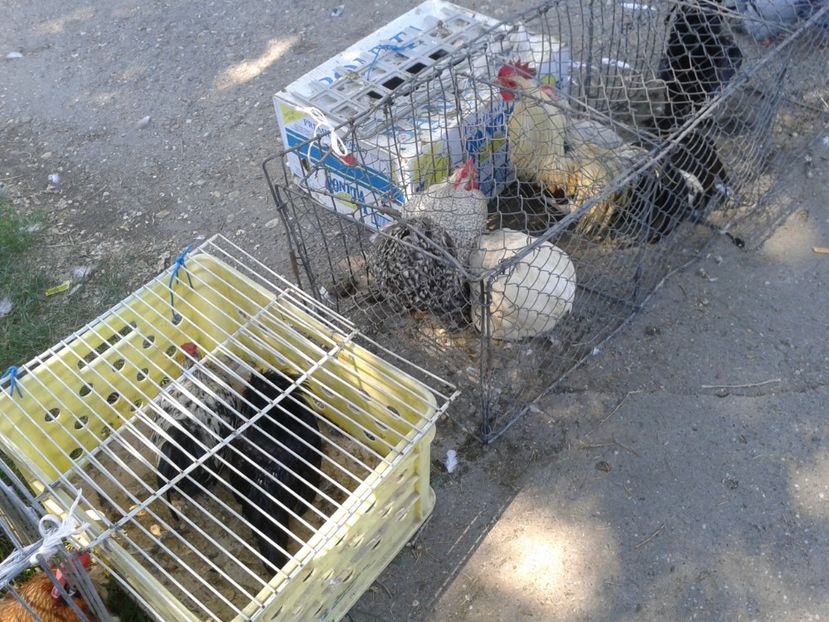 Fotografie0229 - 21---targ zrenjanin serbia 28 05 2017