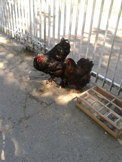 Fotografie0231 - 21---targ zrenjanin serbia 28 05 2017