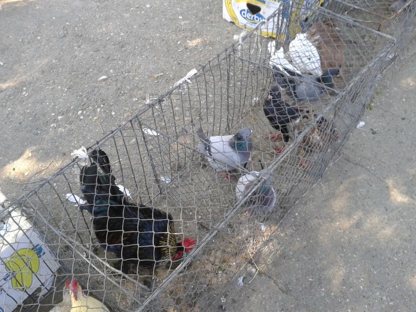 Fotografie0232 - 21---targ zrenjanin serbia 28 05 2017