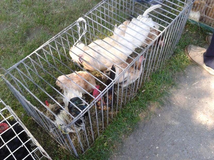 Fotografie0234 - 21---targ zrenjanin serbia 28 05 2017