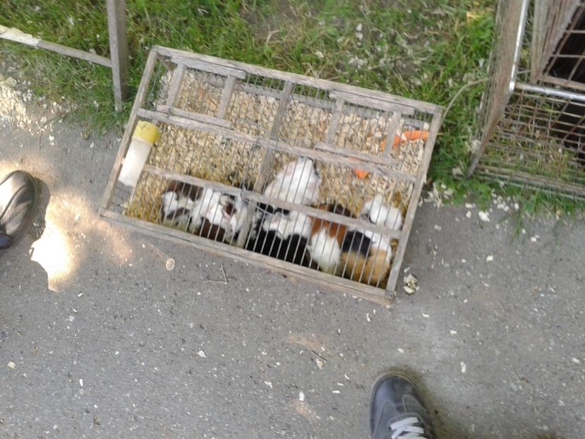 Fotografie0235 - 21---targ zrenjanin serbia 28 05 2017