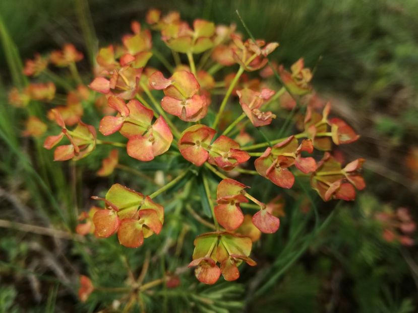  - Plante de pe la noi