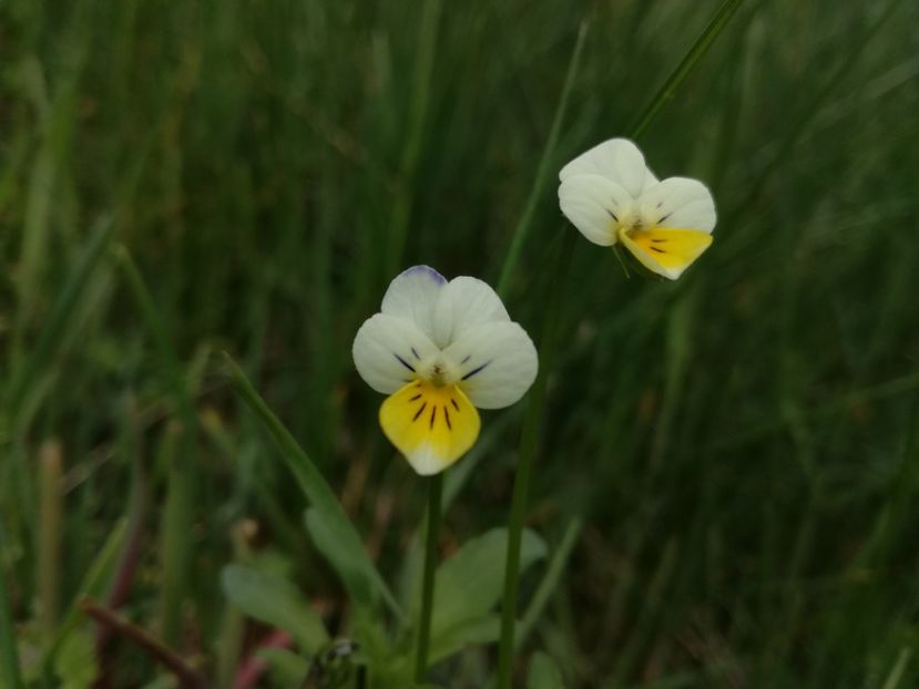  - Plante de pe la noi