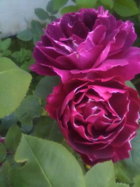  - Baron Jirod de L Ain