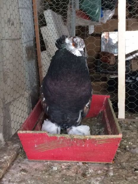  - Uriasi maghiari de vanzare