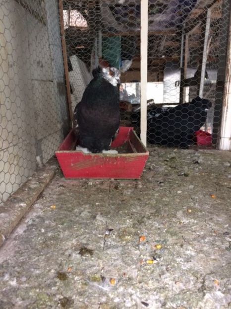  - Uriasi maghiari de vanzare