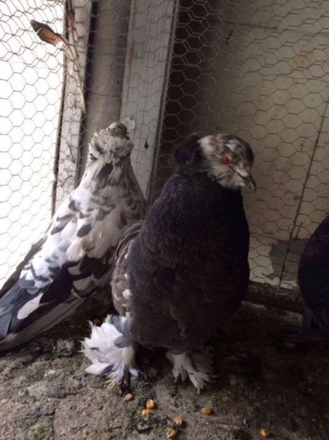  - Uriasi maghiari de vanzare