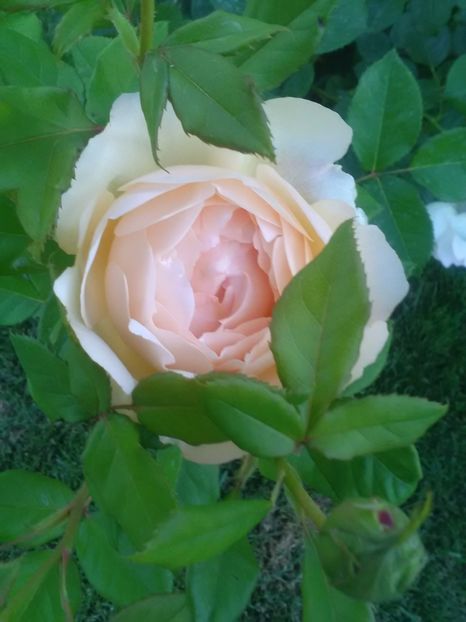  - Wollerton old hall