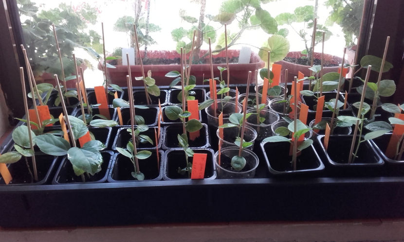  - evolutie puiuti hibiscus din seminte