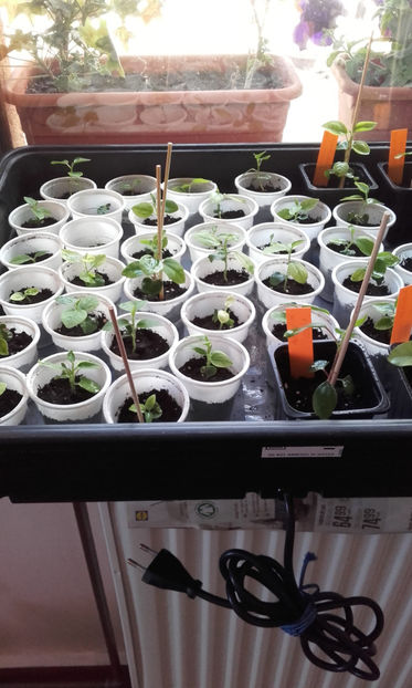  - evolutie puiuti hibiscus din seminte