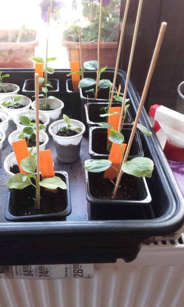  - evolutie puiuti hibiscus din seminte