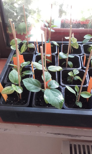  - evolutie puiuti hibiscus din seminte