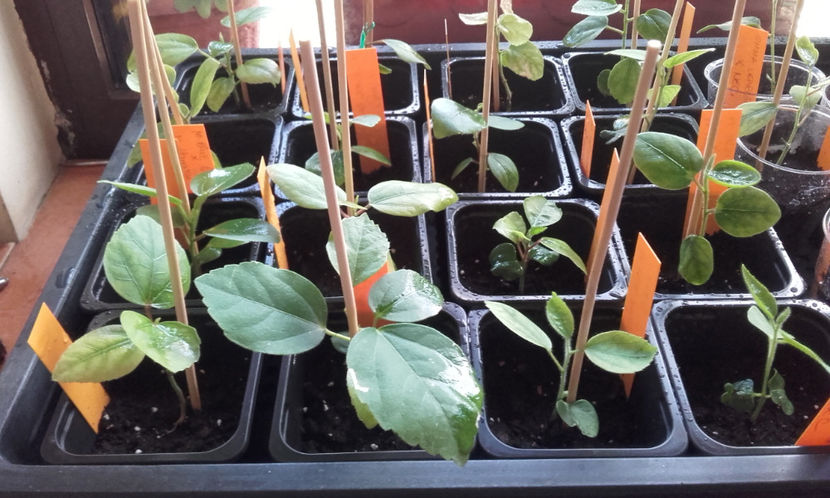  - evolutie puiuti hibiscus din seminte