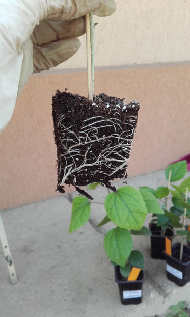  - evolutie puiuti hibiscus din seminte