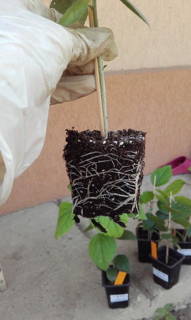  - evolutie puiuti hibiscus din seminte